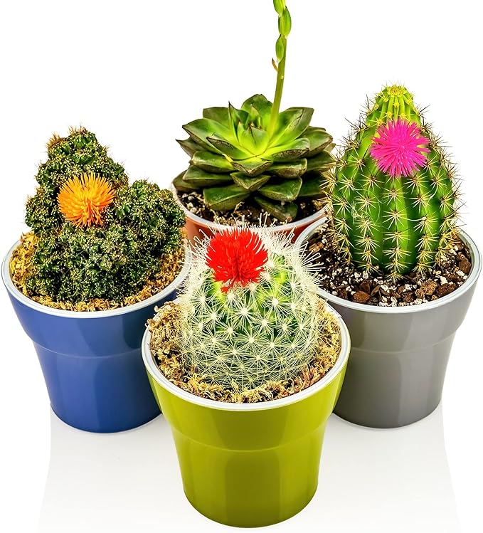 Professional Succulent Soil Premium All Purpose Blend | Pre-Mixed Ready to Use for Cactus and Succulents | Sphagnum Peat Moss, Perlite, New Zealand Pine Bark - Made in USA - 3 Quart