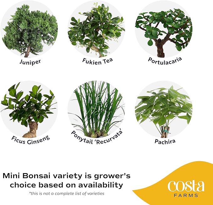 Costa Farms Mini Bonsai Live Indoor Tree, Grower's Choice, 1-Year Old, Potted in Indoor Planter Plant Pot, Tabletop Office and Home Décor, 10-Inches Tall