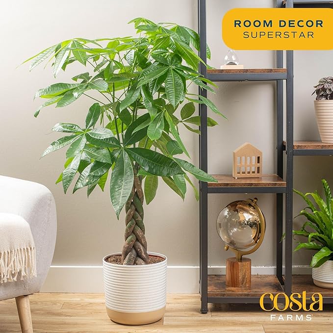 Costa Farms Money Tree, Large, Live Indoor Plant, Easy to Grow Pachira House Plant Gift, Home Décor, 3-4 Feet Tall in Nursery Pot