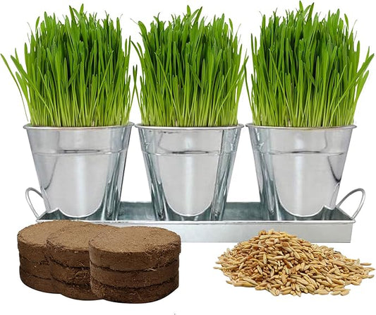 The Environet Organic Cat Grass for Indoor Cats, Organic Cat Grass Kit with Seeds Mix and Metal Iron Pots, Hairball Control, Digestion Support, Ideal Gift for Cat Lovers