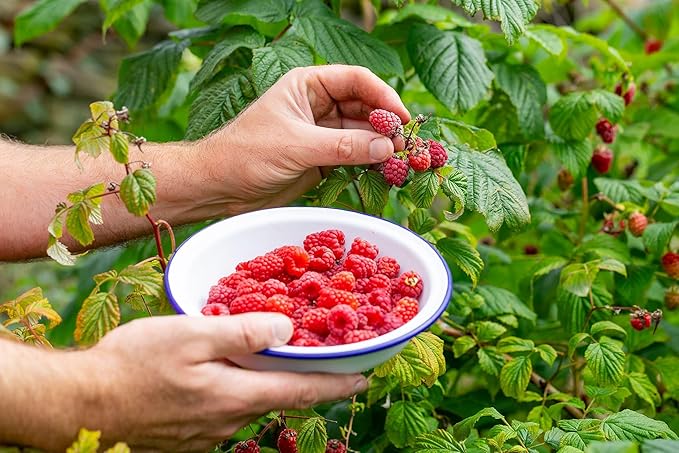 Premium Raspberry Potting Soil Mix - Optimal Blend for Thriving and Juicy Berries - 1 Quart