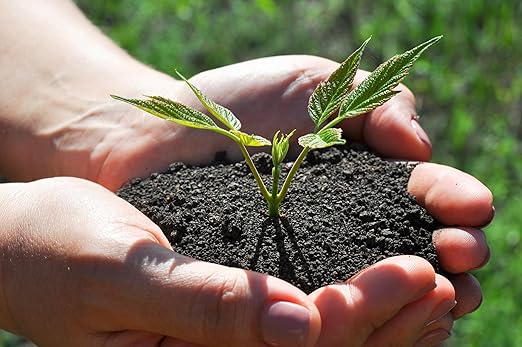 Organic Worm Castings Earthworm Castings Fertilizer for Nutrient-Rich Soil and Healthy Plant Growth (5 QUARTS)