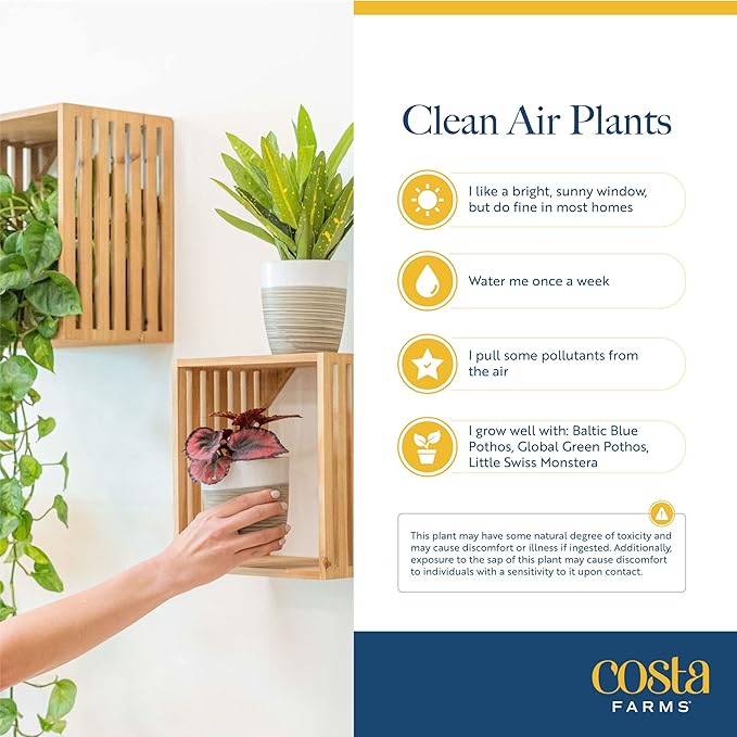 Costa Farms Live Plants (3 Pack), Easy to Grow Real Indoor Houseplants, Air Purifying Plants, Grower's Choice in Home Décor Indoors Plant Pots, New House Gift or Room Décor
