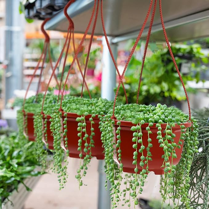 Roshtia 24 Pcs Hanging Plastic Planter Pot with Hook Flower Pots Baskets Hanging Nursery Planter Holder for Outdoor Indoor Plant Garden(Brown,6.7 Inch)