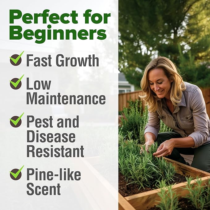 HOME GROWN Rosemary Seeds Pack - 300 High Germinating 𝗡𝗢𝗡-𝗚𝗠𝗢, 𝗨𝗦𝗔-𝗦𝗢𝗨𝗥𝗖𝗘𝗗 Heirloom Herb Seeds for Planting in Indoor or Outdoor Herb Gardens (Salvia rosmarinus)