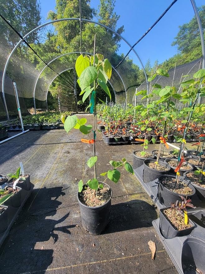 Eastern Redbud Tree (Cercis) - Live Plant - (2.5 QT)