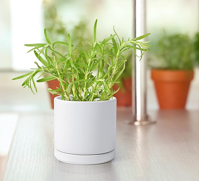 D'vine Dev Set of 4 Small Ceramic Plant Pots, 4.6 Inch Succulent Planter Pot for Plants with Drainage Hole and Saucer, White, 94-X-B-1