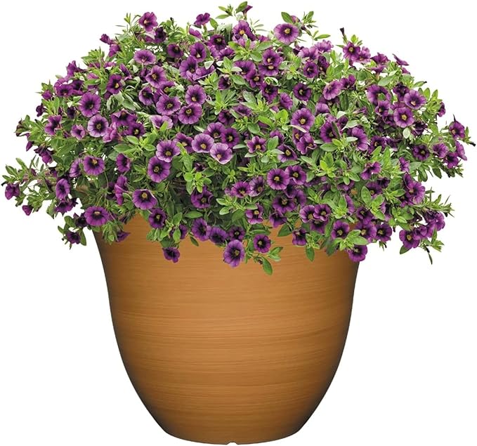 Classic Home and Garden Honeysuckle Resin Flower Pot Planter, Bamboo Brown, 13"