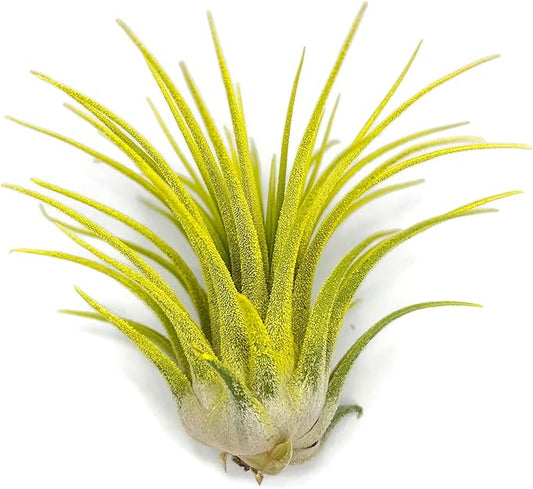 Ionantha Guatemala Tillandsia Air Plant, Guatemala Tillandsia Live Airplant, Healthy Arrival Guaranteed, Great Indoor Plant, Home Decor & Gift (Yellow)