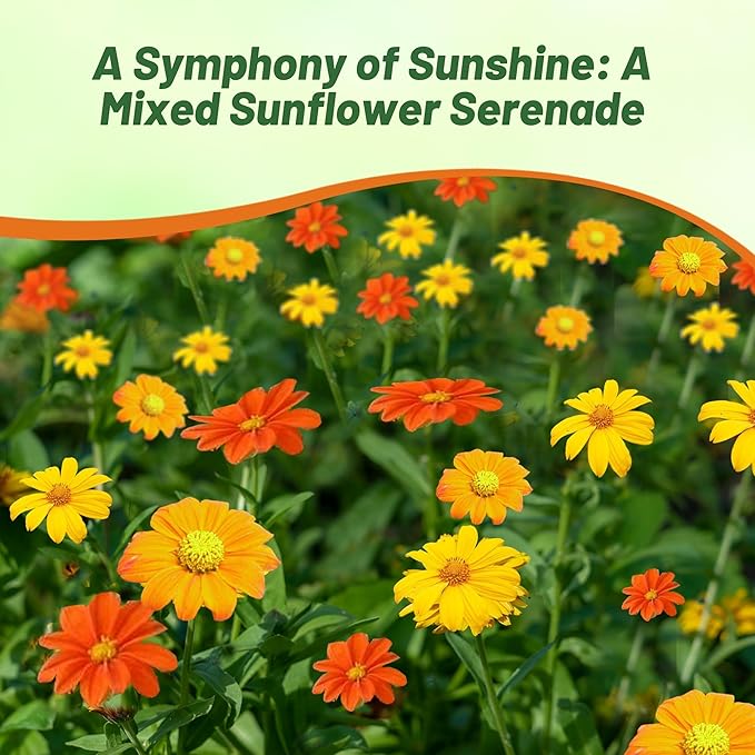 Outsidepride Mexican Sunflower Seeds Mix - 1000 Pcs Annual, Easy-to-Grow, Mixed Tithonia Speciosa Flower Seeds w/Drought-Tolerant Blooms for Pollinator Gardens & Vibrant Summer Landscaping