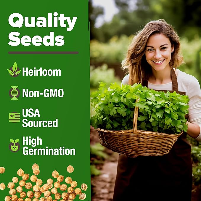 HOME GROWN 𝗨𝗦𝗔 𝗣𝗥𝗘𝗠𝗜𝗨𝗠 1000+ Cilantro Seeds for Planting Indoors or Outdoors - Non-GMO Heirloom Herbs, Coriander Plant Seeds - Complete Your Herb Seeds Collection for Your Indoor Herb Garden