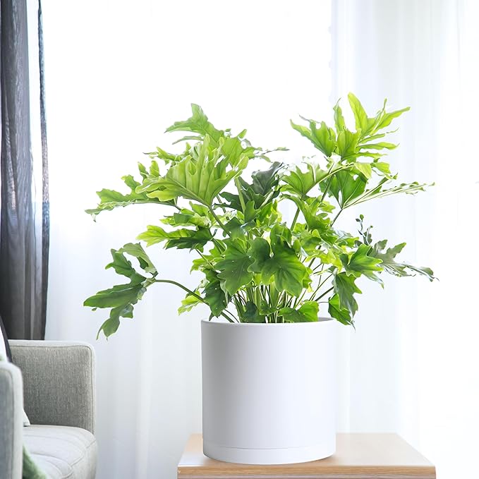 D'vine Dev 2 Pack 10 Inch Modern Plastic Plant Pots, Small Garden Planters for Plant with Drainage Holes and Saucers, White Color, 74-Z-N-1