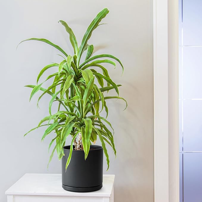 D'vine Dev 8 Inch Ceramic Planter Pot with Drainage Hole and Saucer, Indoor Cylinder Round Planter Pot, Black, 94-O-D-2