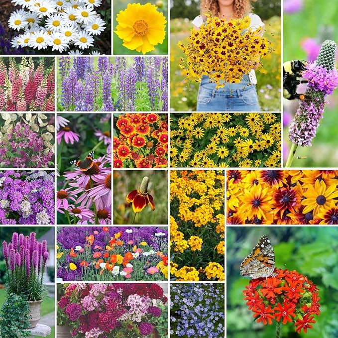 Eden Brothers All Perennial Wildflower Mixed Seeds for Planting, 25 lb, 12,000,000+ Seeds with Lupine, Shasta Daisy | Attracts Pollinators, Plant in Spring or Fall, Zones 3, 4, 5, 6, 7, 8, 9, 10