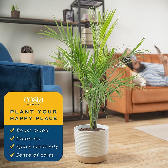 Costa Farms Majesty Palm Live Plant, Live Indoor and Outdoor Palm Tree, Potted in Modern Décor Planter, Tropical Floor Houseplant in Potting Soil, Great Patio, Balcony, Home Decor, 3-4 Feet Tall