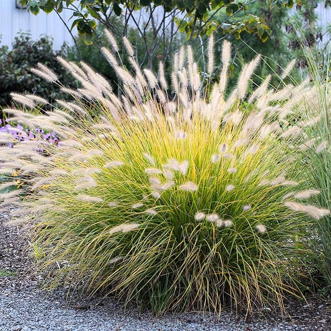 Pack 3 Fountain Grass Plants Live, 5-9 Inch Tall, Ornamental Grasses Live Plants Perennial, Well-Rooted Perennial Grass Clumps (White Fountain Grass)