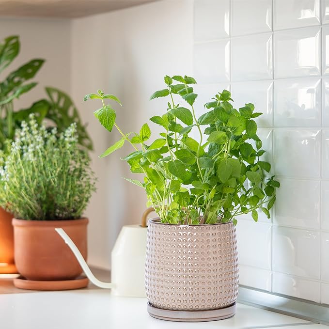 D'vine Dev Set of 2 Ceramic Plants Pots, 6 Inch Beaded Stoneware Flower Pot for Plants with Drainage Hole and Saucer, Light Brown, 27-E-X-4