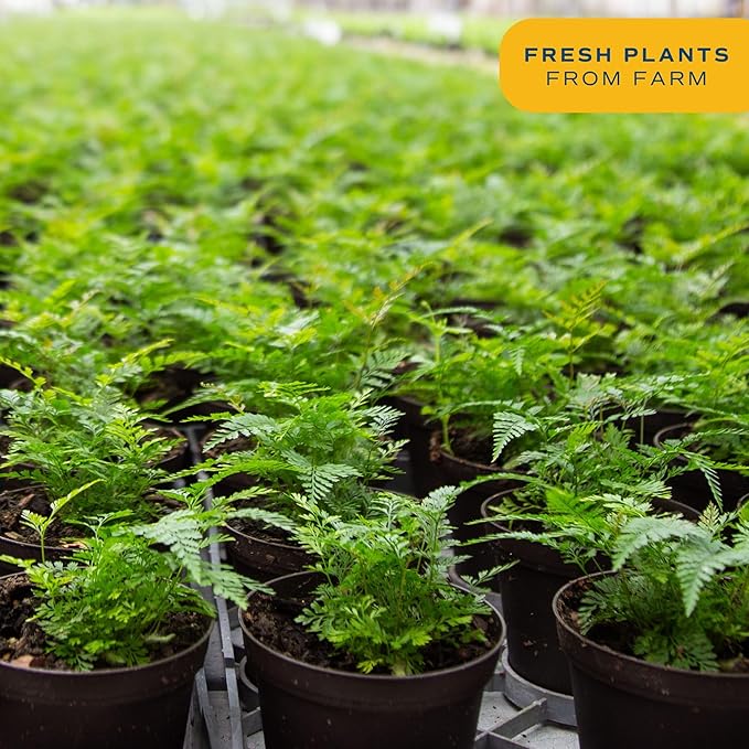 Costa Farms Kimberly Queen Fern, Live Indoor Plant, Houseplant Potted in Premium Décor Plant Pot, Potted in Potting Soil, Beautiful Room Decor, Birthday, Housewarming Gift