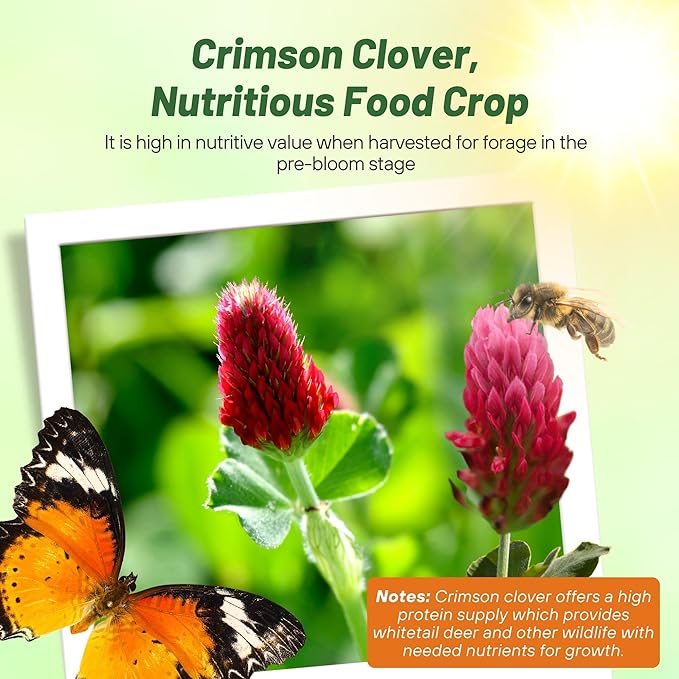 Outsidepride Crimson Clover Seeds - 40 lbs. Annual, Nitrocoated, & Inoculated Ground Cover Seeds, Ideal Clover Seed for Lawn, Cover Crop, Pasture, Hay, Green Manure & Wildlife Forage