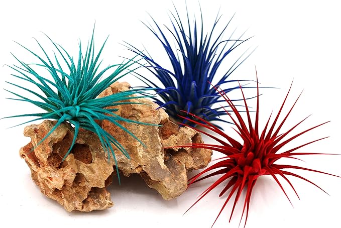 Dyed Tillandsia Ionantha Guatemala Enhanced Colored Colorful Air Plant Live Easy Care Indoor Outdoor Home Decor Gift Airplant by Awesome Industries Live Arrival Guaranteed (Red)