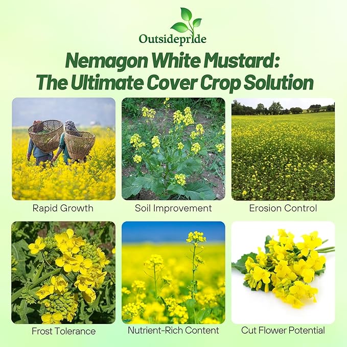 Outsidepride White Mustard Seeds for Planting - 10 lb Annual Cover Crop Seeds w/Deep Root System, High Protein Forage, Ideal for Soil Fertility, Crop Rotations, & Livestock Nutrition