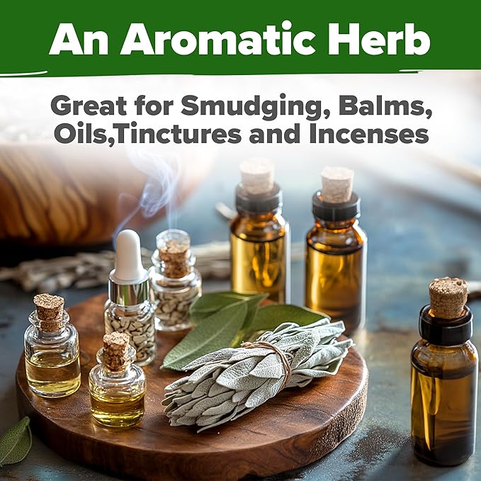 HOME GROWN 𝗨𝗦𝗔 𝗣𝗥𝗘𝗠𝗜𝗨𝗠 White Sage Seeds 323 Pack 𝗡𝗢𝗡-𝗚𝗠𝗢 Heirloom Seeds - Grow Aromatic Sage Plants for Your Herb Seeds Garden with Sage for Planting Outdoor or Indoor (Salvia apiana)