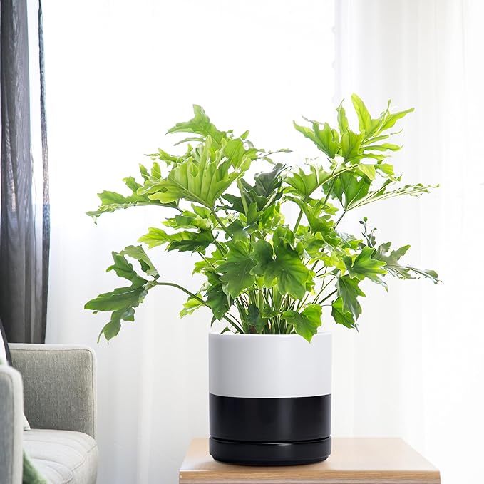 D'vine Dev 6.5 Inch Ceramic Planter Pot with Drainage Hole and Saucer, Indoor Cylinder Round Planter Pot, Layered Monochrome Black & White, 94-O-C-L