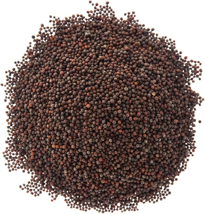 Broccoli Seeds for Sprouting & Microgreens | Waltham 29 Variety | Non GMO & Heirloom Seeds | 8 oz Resealable Bag | Rainbow Heirloom Seed Co.