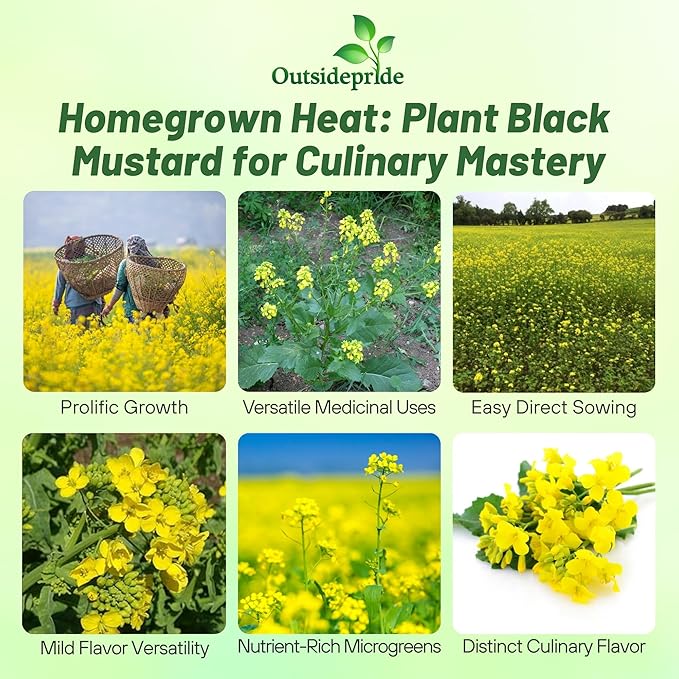Outsidepride Black Mustard Seeds - 5000 Pcs Nutrient-Rich, Flavorful Annual Microgreen Seeds for Planting, Easy-to-Grow, Ideal for Indoor & Outdoor Cultivation, Soil & Hydroponic Systems