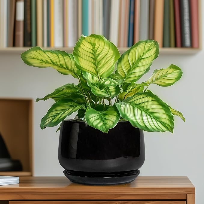 G EPGardening 6 Inch Planter - Ceramic Pot for Plants, Ceramic Planter with Drainage and Saucer, Round Flower Pot Indoor Outdoor, Modern Room Decor, Home Gifts, Black