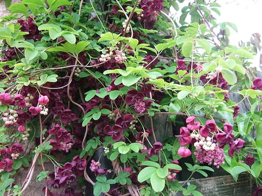 Chocolate Vine Perennial - Edible - Akebia quinata - 2.5" Pot
