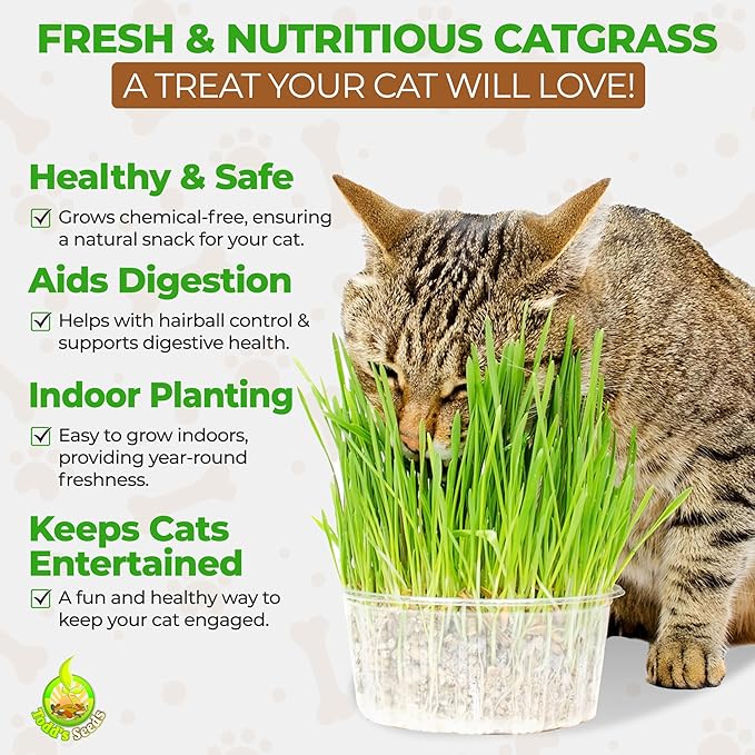Todd’s Seeds – Cat Grass for Indoor Cats, 1lb Wheatgrass – Premium, Non-GMO, Pet-Safe & Easy to Grow – No Fillers, 100% Chemical-Free