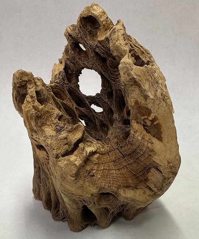 3 Natural Cholla Wood Air Plant Display Holders Individually Unique Round Decorative Stands (3 Pack Cholla Rounds)