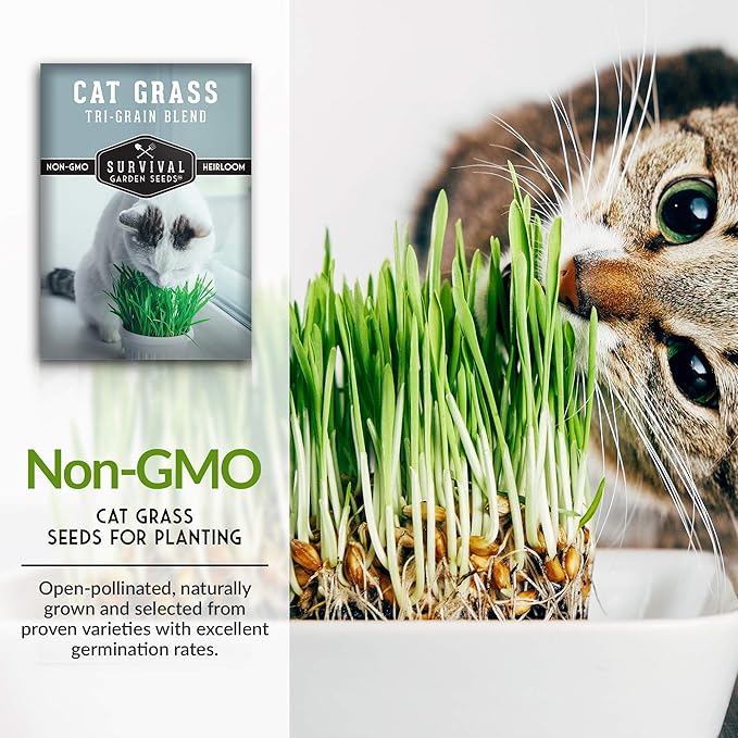 Cat Grass Seed for Planting - Packet with Instructions to Plant & Grow Greens for Your Pet Indoors or Outdoors in a Container or Garden - Non-GMO Heirloom Variety - Survival Garden Seeds