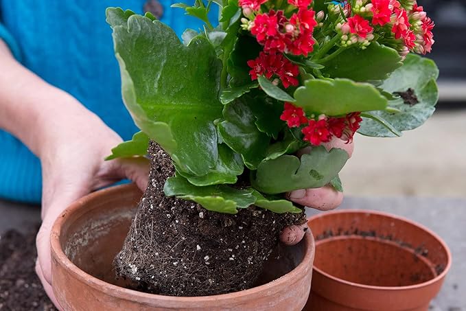 Kalanchoe Plant Premium Potting Mix - Maintain Ideal Air and Moisture Balance for Success - 3 Quart