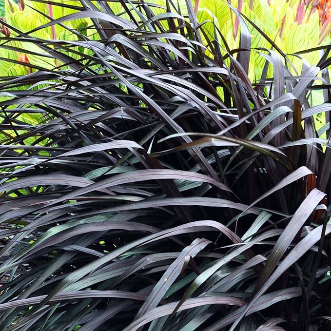 Pack 3 Fountain Grass Plants Live, 5-9 Inch Tall, Ornamental Grasses Live Plants Perennial, Well-Rooted Perennial Grass Clumps (Black Fountain Grass)