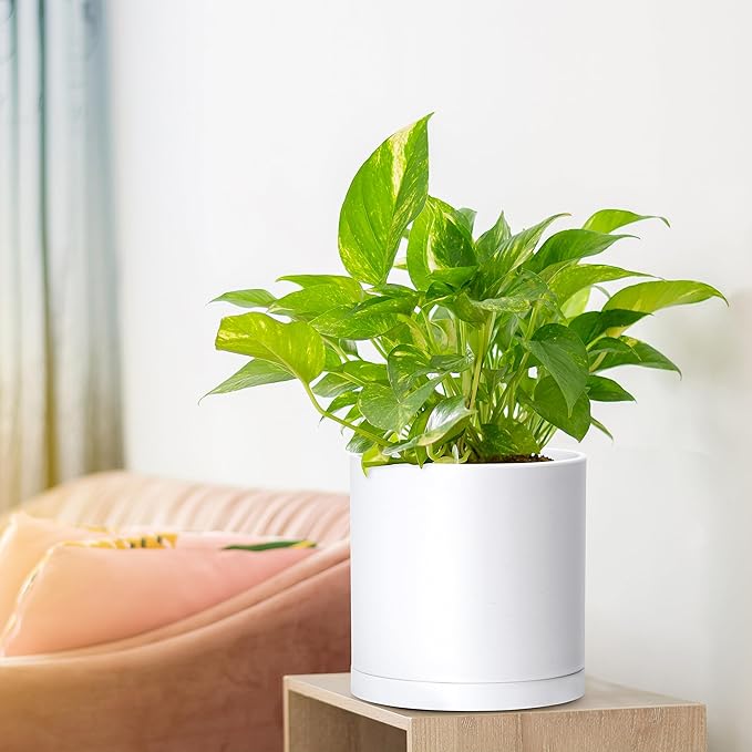 D'vine Dev 2 Pack 6.5 Inch Modern Plastic Plant Pots, Small Garden Planters for Plant with Drainage Holes and Saucers, White Color, 74-Z-L-1