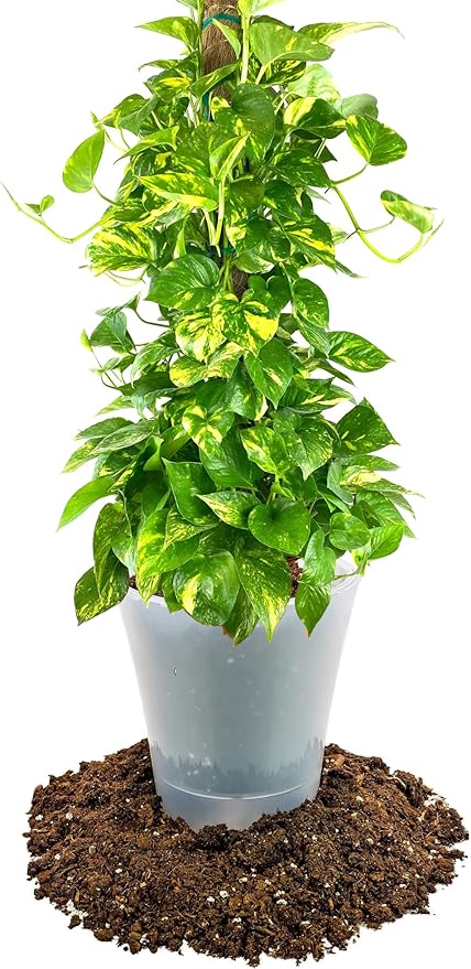 Premium Pothos Potting Soil Mix - Air Cleaning Plant Potting Mix, Soil Mix for Pothos, Parlor Palm, Peace Lily - (2 Quart Bag)