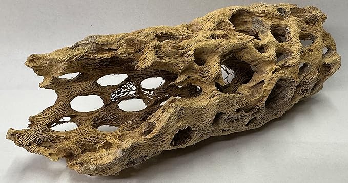 Natural Cholla Wood Chunk Large Air Plant Display Holders Individually Unique Decorative Stands or Holder (Cholla Chunk Large)