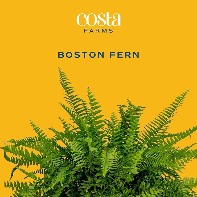 Costa Farms Ferns (2 Pack), Live Premium Boston Fern Plants in Hanging Basket Planters, Houseplants Potted in Soil Potting Mix, Outdoor Garden Gift, Beautiful Home Patio Décor, 16-Inches Tall