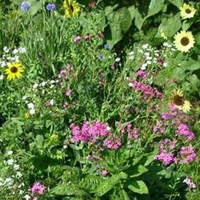 Northeastern Wildflower Seeds Bulk – 1/4 lb, 160,000+ Seeds – Native Northeast Wildflower Mix – Annual & Perennial Flower Seed for Planting – Pollinator-Friendly Garden Mix