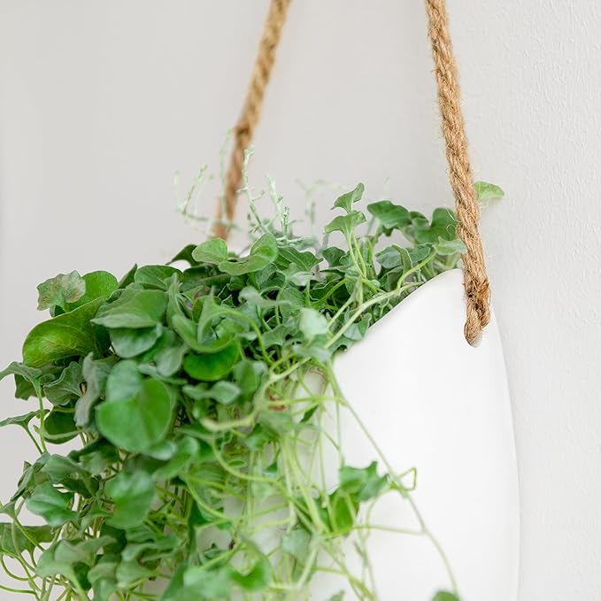 Wall Planters -Ellie- | Hanging Ceramic Plant Pots 2 Pieces | Wall Decoration for Indoors, Balcony and Garden | White (Matte)