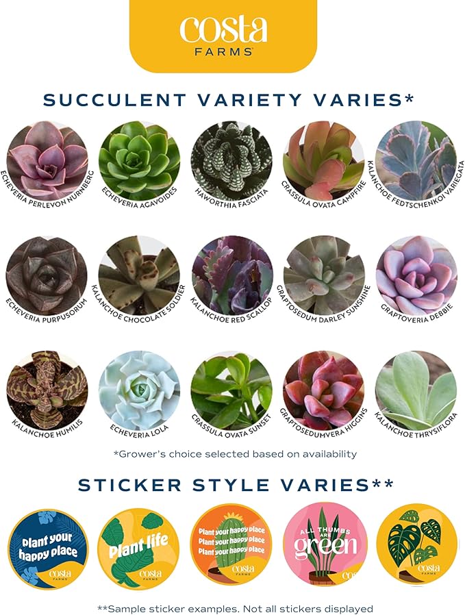 Costa Farms Live Plant Gift Box, Succulent Live Indoor Houseplant, Perfect Birthday and Holiday Gift, Includes Mini Succulent, Insulated Tumbler, Soy Candle, Collectible Sticker, Cute Room Decor