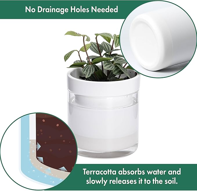 Phoenix Vine 4 Inch Self Watering Planter, White Terracotta Clay Pot with Glass Reservoir for Indoor Plants, Herbs, Flowers, Set of 1, 52-B-E-1