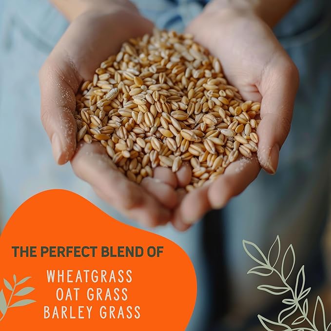 Organic Cat Grass Premium Grow Kit 4 Pack | Non GMO Mixed Heirloom Seeds | Wheatgrass - Oat Grass - Barley Grass Blend