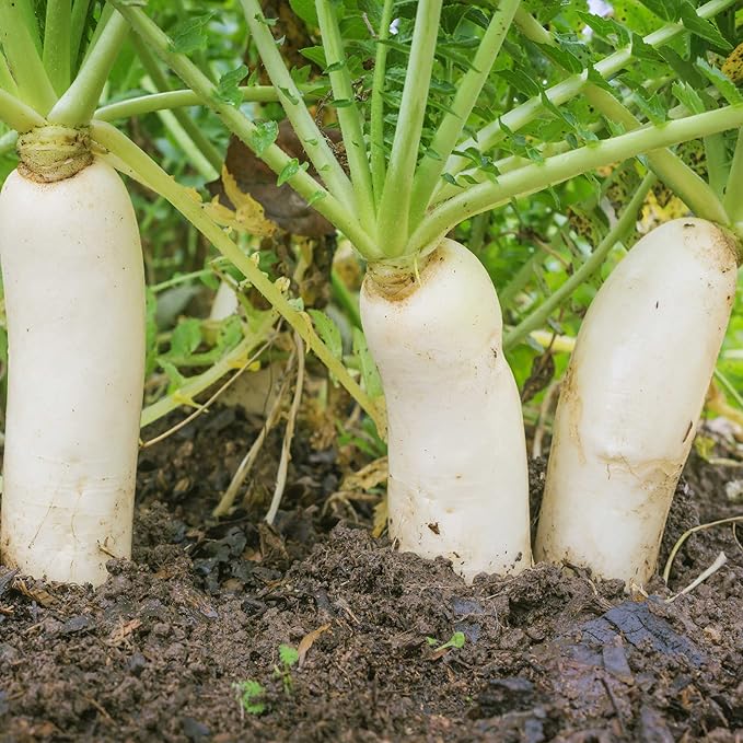Outsidepride Annual Daikon Radish Seeds - 5 lbs. Chinese, Japanese, & Oriental Radish Seeds for Soil Health, Erosion Control, & Soil Aeration - Ideal for Gardens, Cover Crops, Pastures, & Food Plots
