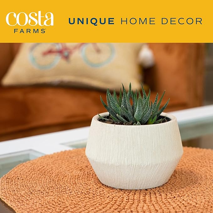 Costa Farms Haworthia Succulent, Easy to Grow Live Plant in Indoor Houseplant Pot, Potting Soil, 4-Inches Tall, Home & Room Decor