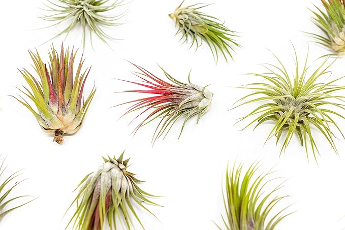 12 Pack Large Air Plants Tillandsia Ionantha Guatemala - Live Succulent House Plants - Available in Wholesale and Bulk - Home and Garden Decor - Easy Care Indoor/Outdoor Air Plant