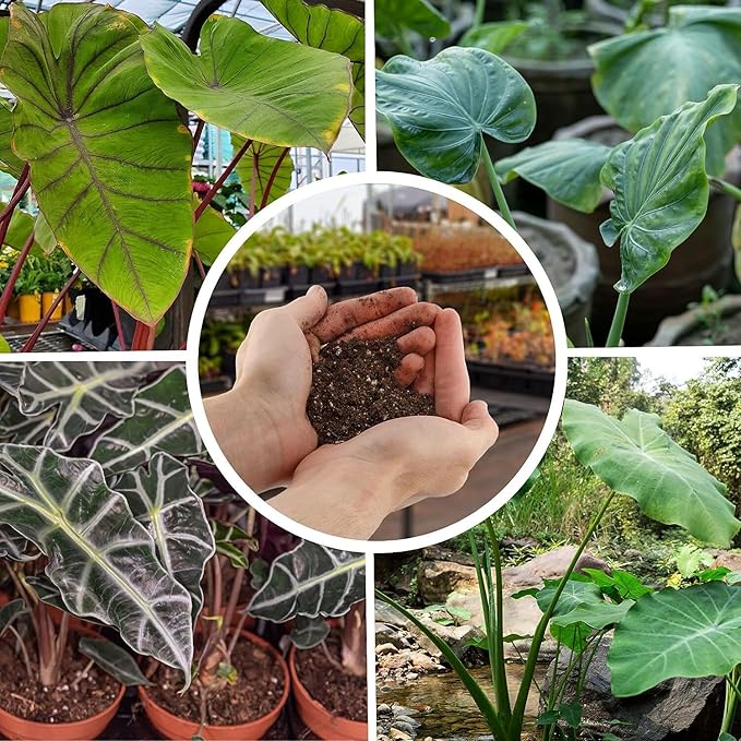 Alocasia Potting Mix - Promote Strong Roots and Captivating Foliage with Our Premium Blend - 4 Quart, MAIN-ALOCASIA-4QT