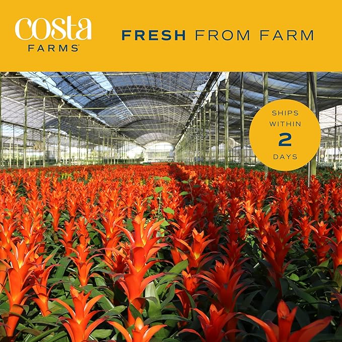 Costa Farms Bromeliad Live Plant, Live Indoor Flowering Plant, Houseplant Potted in Eco-Friendly Washable Paper Planter with Potting Soil Mix, Tabletop Room Decor, Grower's Choice, 12-Inches Tall